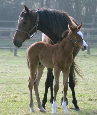 2012 Colt by Champs Elysees